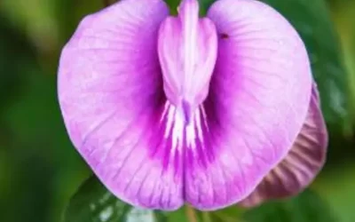 لابیاپلاستی و میل جنسی چه ارتباطی باهم دارند؟