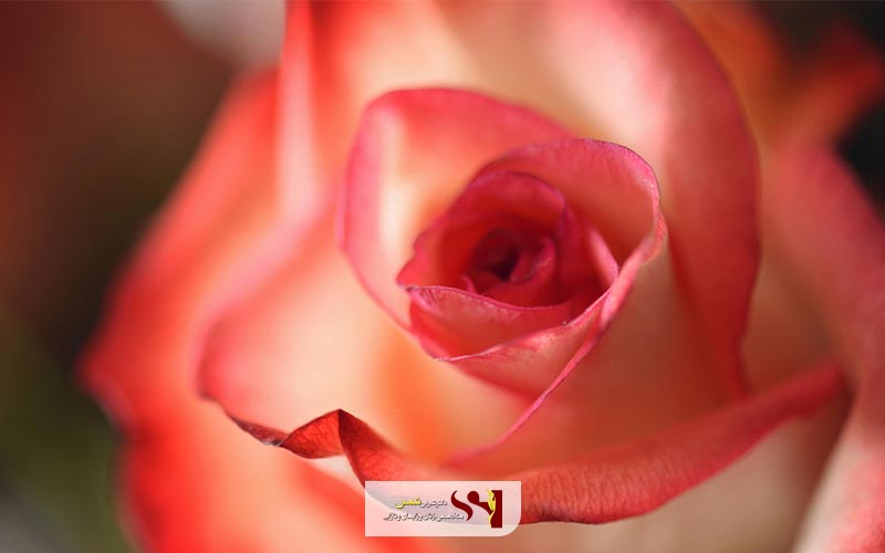 آیا لابیاپلاستی دائمی است؟